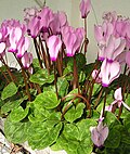 Cyclamen