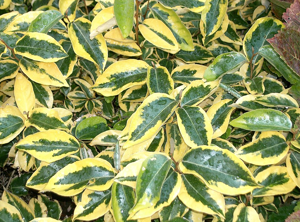File:Elaeagnus X ebbingei Gilt Edge1.jpg