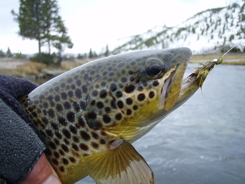 File:MuleshoeBendBrownTroutFireholeRiver.jpg