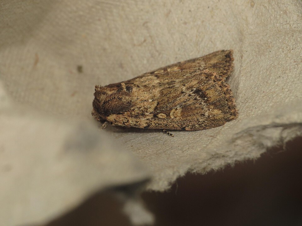 File:Mythimna reversa (15873150511).jpg