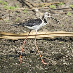 Pied stilt Himantopus leucocephalus Australia