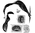 Thumbnail for version as of 22:46, 13 May 2007