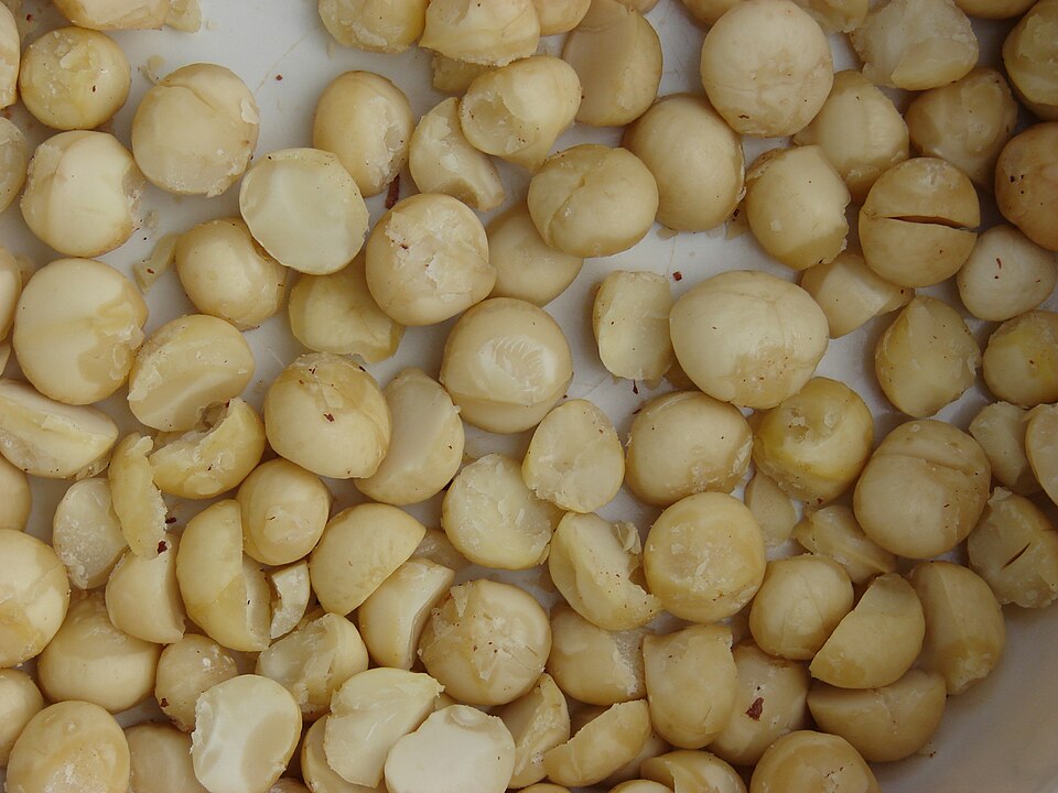 File:Starr-081111-0454-Macadamia integrifolia-nuts-Makawao-Maui (24808809542).jpg