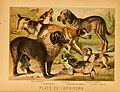 Image 49An 1897 illustration showing a range of European dog breeds (from Dog breed)