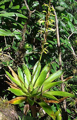 Species specimen