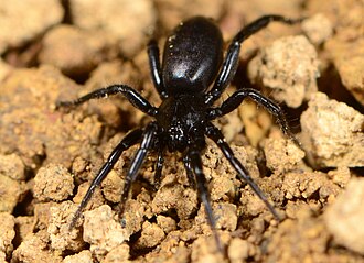 Z. qwabergensis