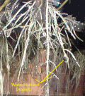 Thumbnail for version as of 16:38, 18 January 2007