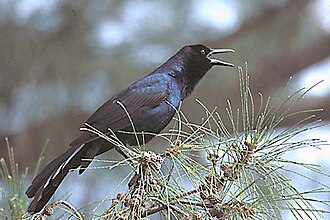 Male vocalizing on Sanibel Island, Florida