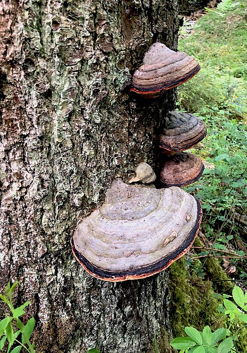 File:Fomes fomentarius (Zunderschwamm).jpg