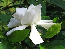 Gardenia – Gardenia jasminoides