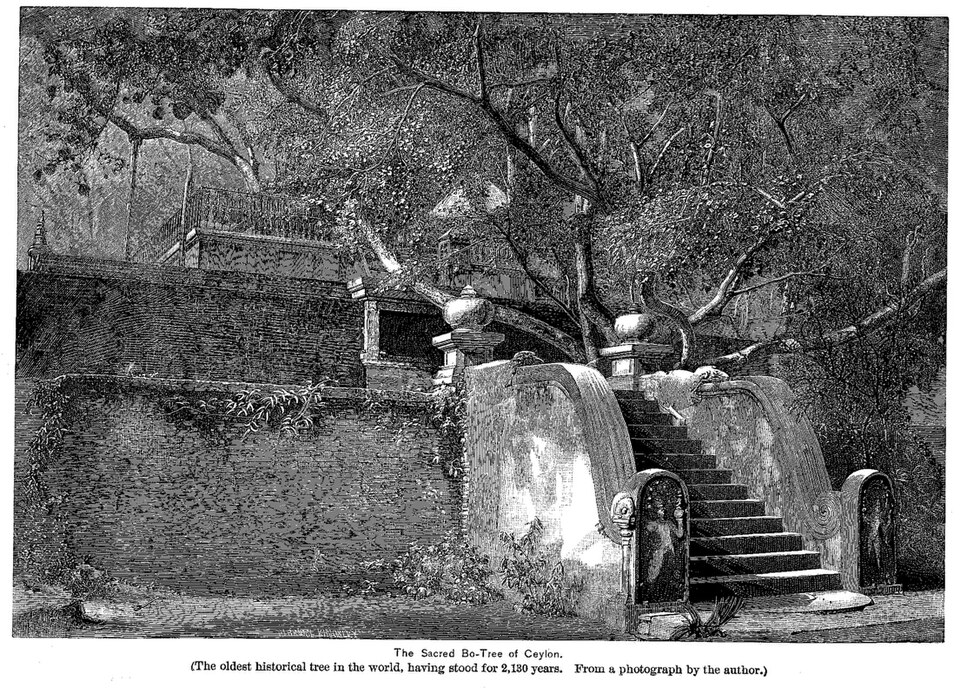 File:Jaya Sri Maha Bodhi in 1891.jpg