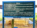 Birthplace of Koṇāgamana Buddha. Nigalihawa, Kapilvastu District, Nepal