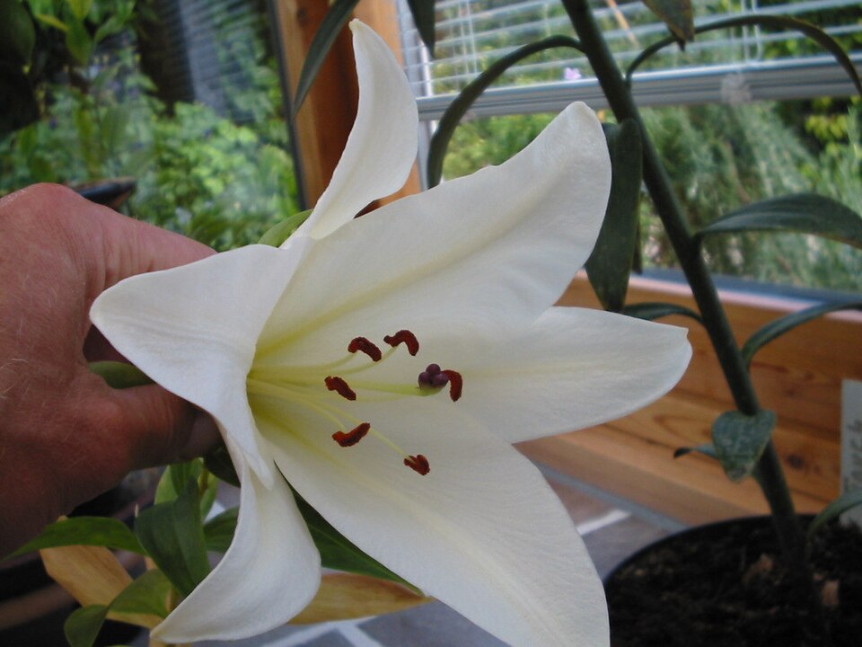 File:Lilium longiflorum var alexandrae.jpg