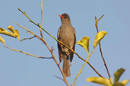 Malagasy bulbul Hypsipetes madagascariensis Madagascar