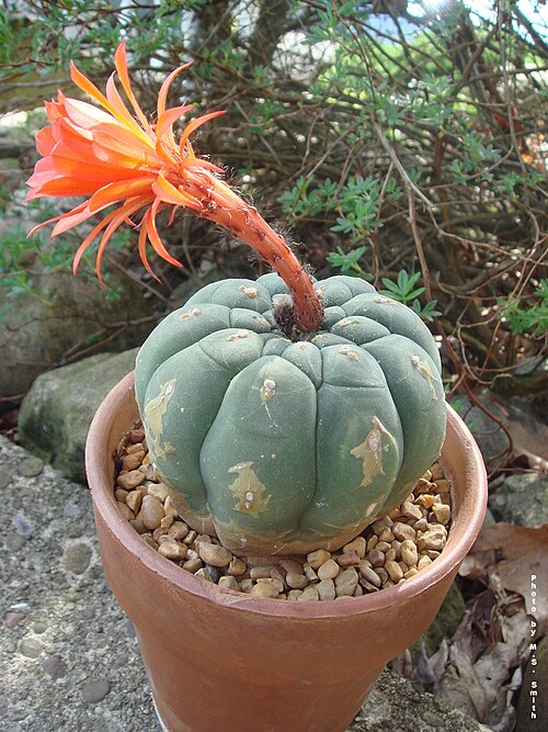 File:Matucana madisoniorum (485497846).jpg