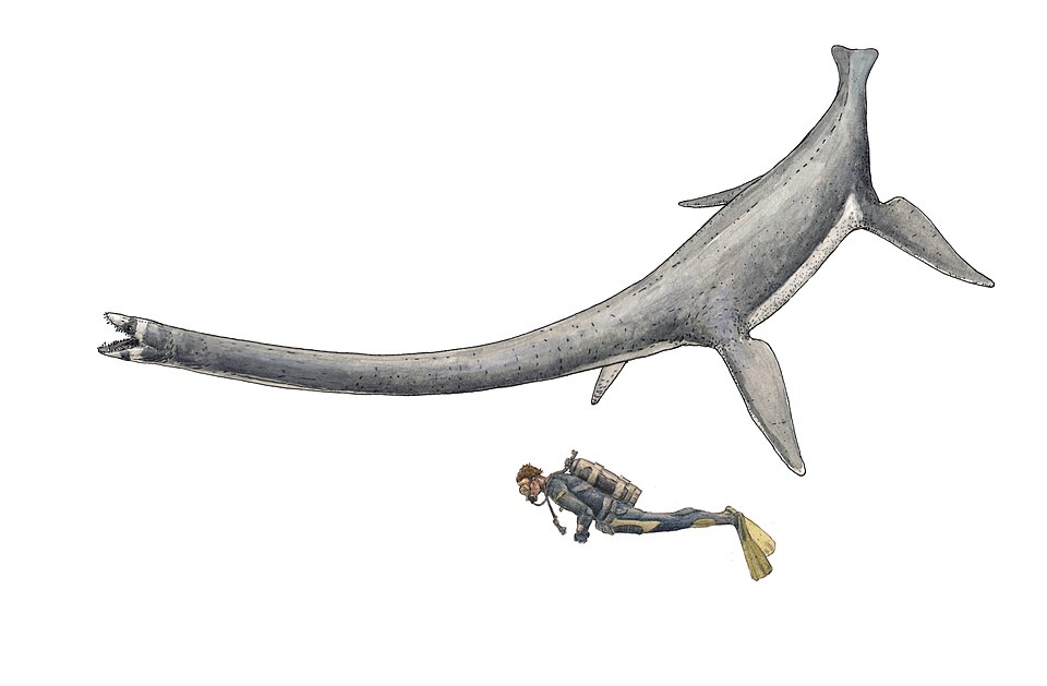 File:New Libonectes.jpg