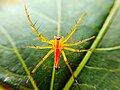 on Okra leaf
