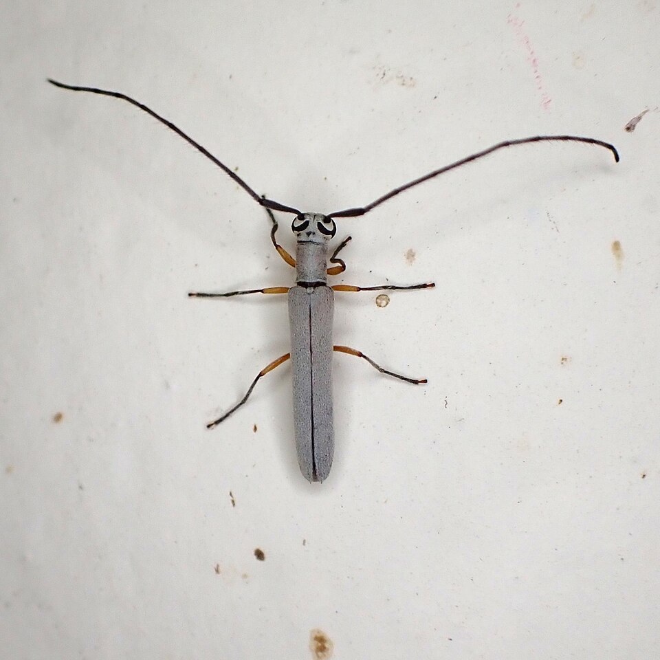 File:Pseudomecas femoralis 344886593.jpg