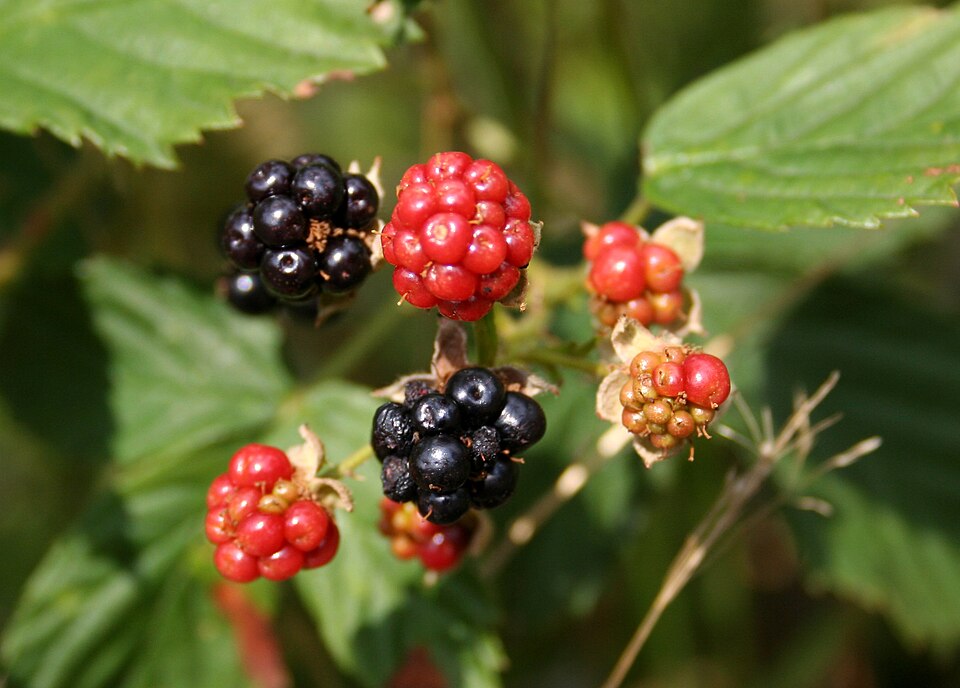 File:Rubus fructicosus owoce 646.jpg