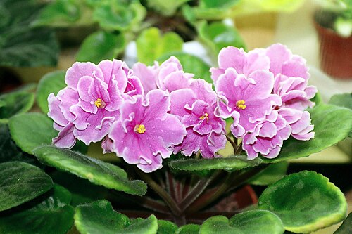 Cultivar 'Pink Amiss'