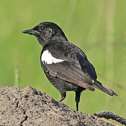 Sooty chat Myrmecocichla nigra ♂Uganda