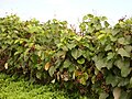 Argyreia_nervosa