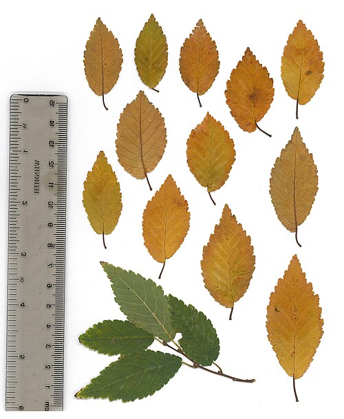 File:AZ0005 Ulmus. Lower Granton Road, Edinburgh.jpg