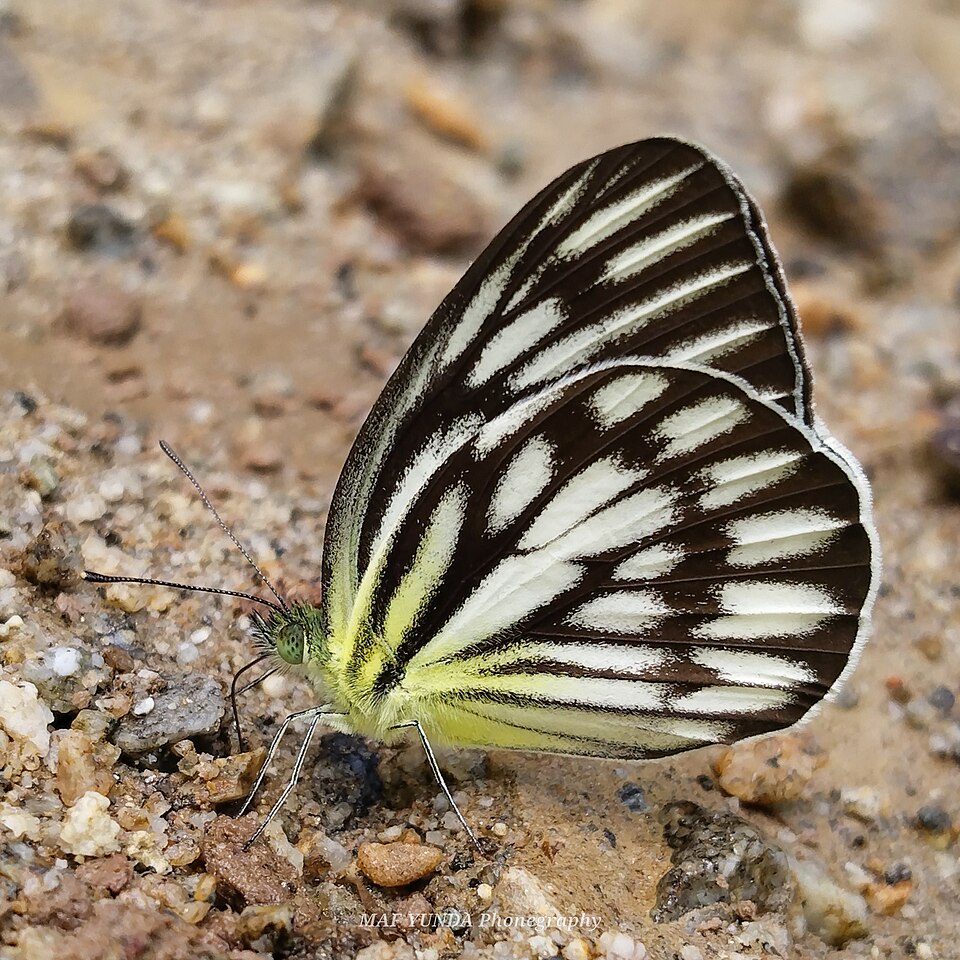 File:Cepora fora.jpg
