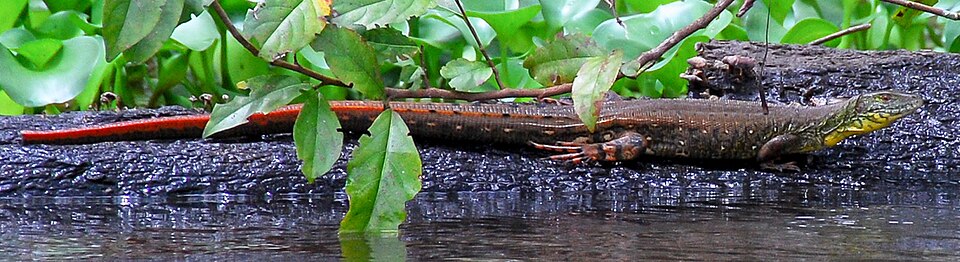 Amazonas, Brazil