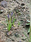 Crocus goulimyibuds