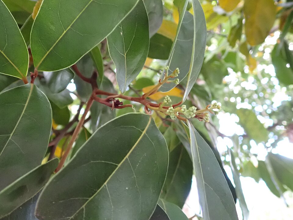 File:Cryptocarya cunninghamii flower buds.jpg