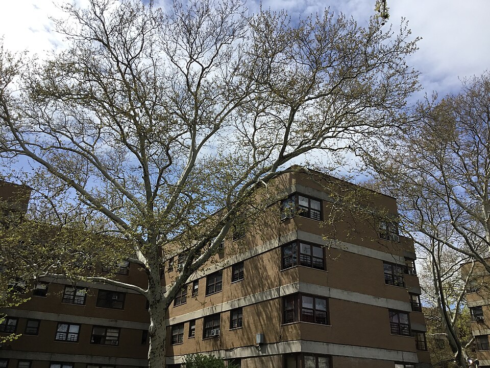 File:NYCHA Williamsburg Houses April 2022 003.jpg
