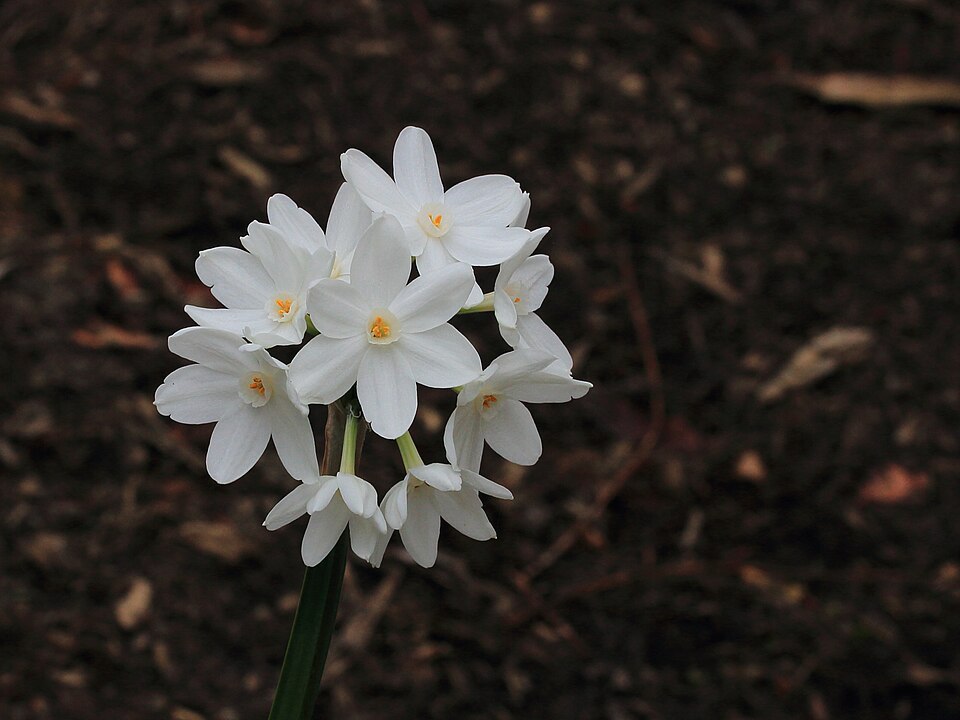 File:Narcissus papyraceus 'Paperwhite' 02.JPG