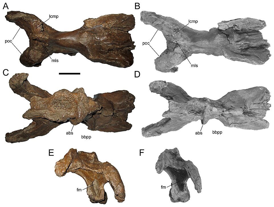 File:Ornatops Braincase.jpg
