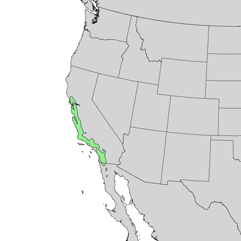 File:Quercus agrifolia range map 1.png