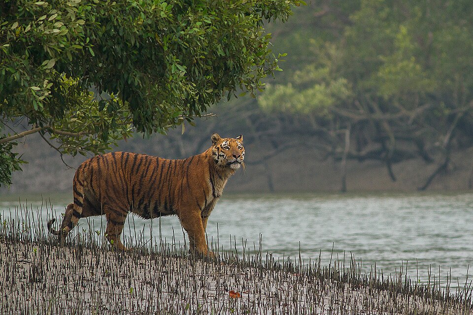 File:Sundarban Tiger.jpg