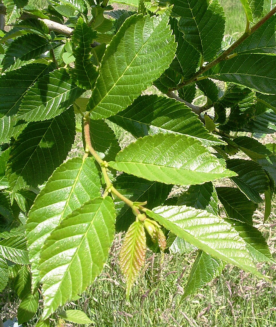 File:Triumphleaves2.jpg