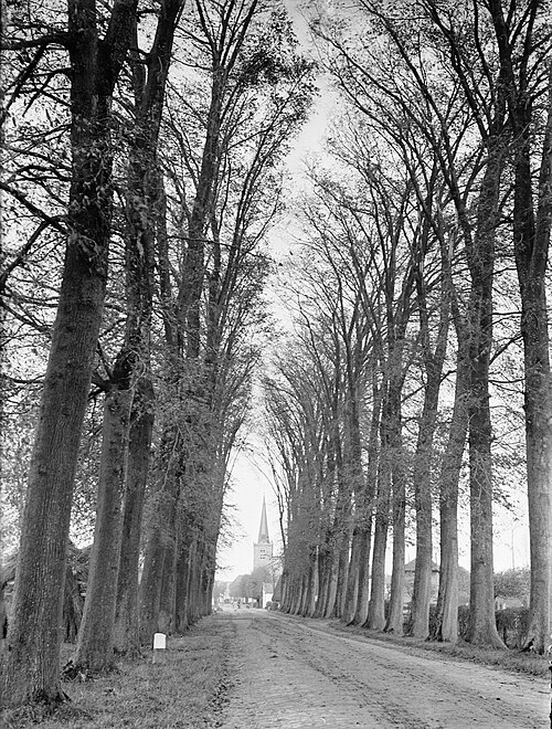 File:Wegbeplanting, iepen, iepenlaan, Bestanddeelnr 164-0488.jpg