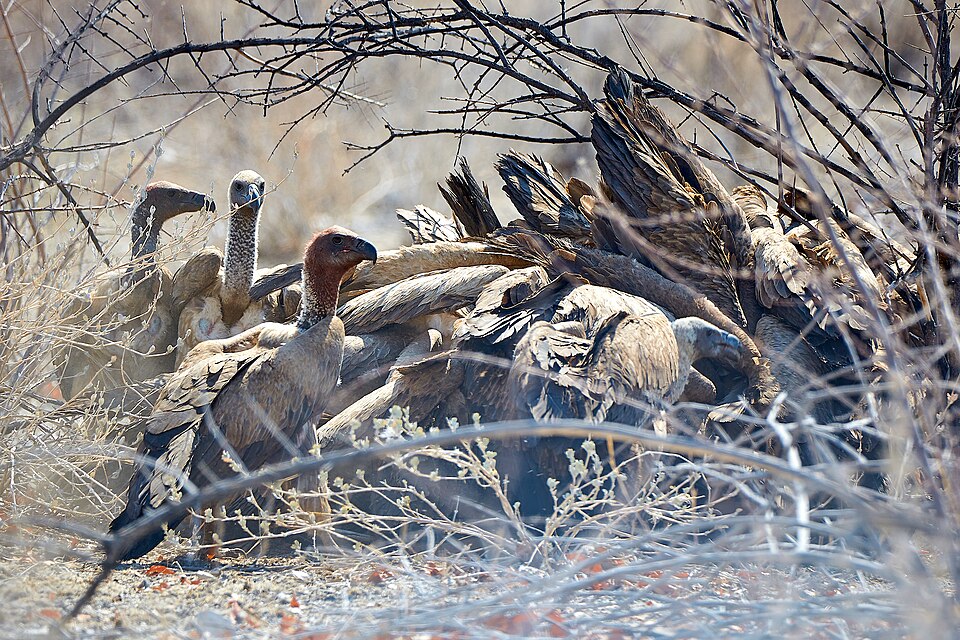 File:White-backed Vultures Feeding 2019-07-24.jpg