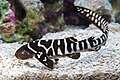 Baby zebra shark