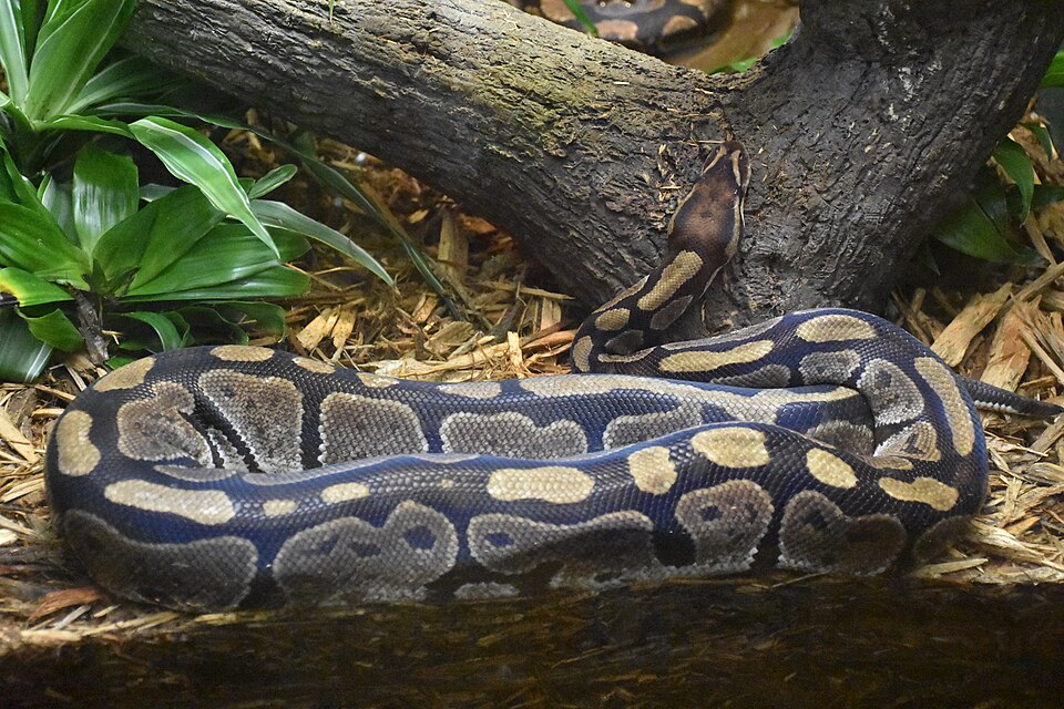File:Ball python (Python regius), Bronx Zoo.jpg