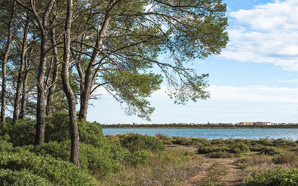 File:Bois des Aresquiers, Vic-la-Gardiole, Hérault 06.jpg
