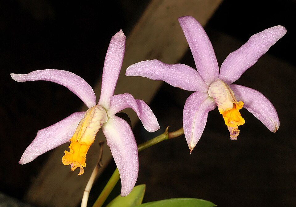 File:Cattleya fournieri Orchi 1015.jpg
