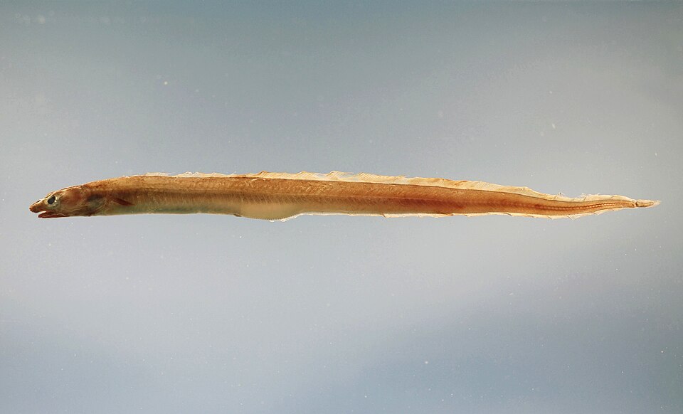 File:Conger oceanicus.jpg