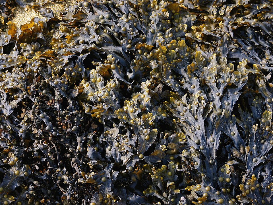 File:Fucus vesiculosus (habitus).jpg