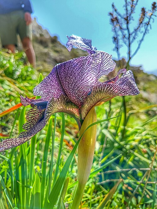 File:Iris westi.jpg