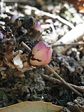 Lathraea clandestinaseed pod