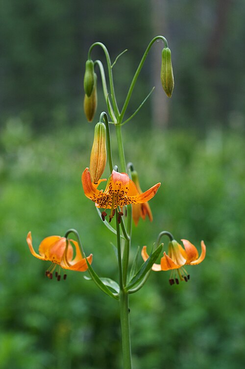File:Lilium kelleyanum (4).jpg