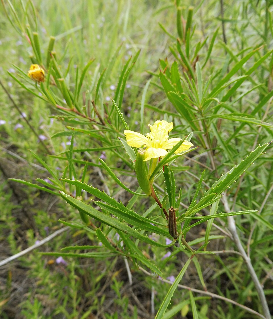 File:Oenothera berlandieri.jpg