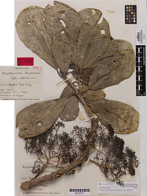 File:Pennantia baylisiana (AM AK22872).jpg